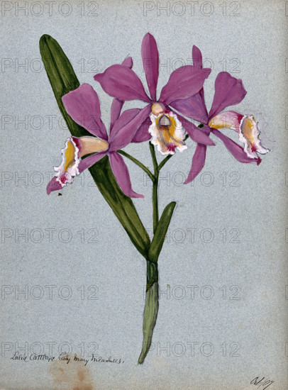 An orchid hybrid (Laelia x Cattleya "Lady Mary Measures"): flowering stem and leaves, 1907. Creator: Unknown.