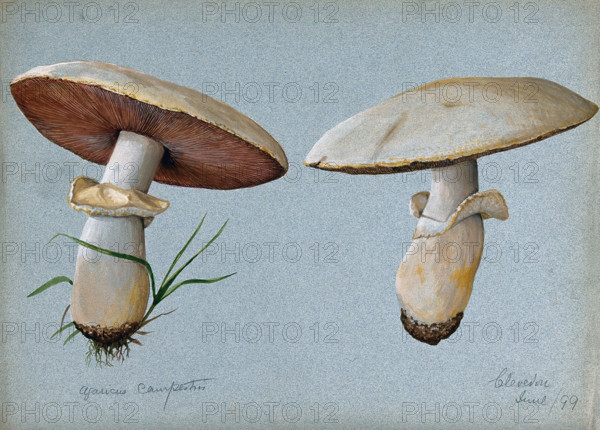 Field mushroom (Agaricus campestris): two fruiting bodies, 1899. Creator: Unknown.