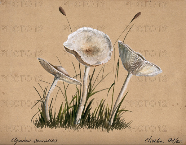 A fungus (Agaricus cerussatus): three fruiting bodies, 1865. Creator: Unknown.