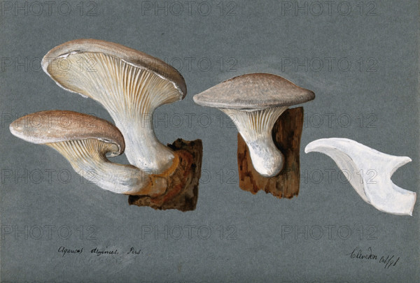 A fungus (Pleurotus dryinus): three fruiting bodies, 1896. Creator: Unknown.