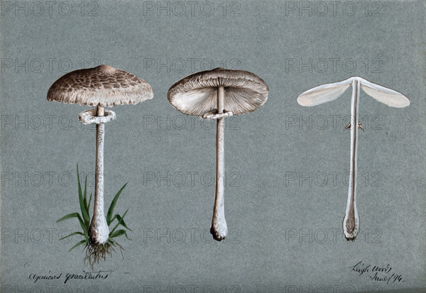 A fungus (Agaricus graciliatus): three fruiting bodies, 1894. Creator: Unknown.