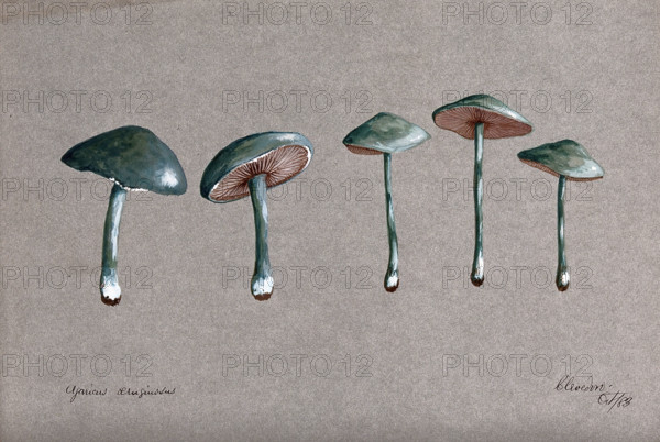 A fungus (Stropharia aeruginosa): five fruiting bodies, 1883. Creator: Unknown.