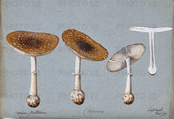 Panther cap fungus (Amanita pantherina): four fruiting bodies, one sectioned, 1893. Creator: Unknown.