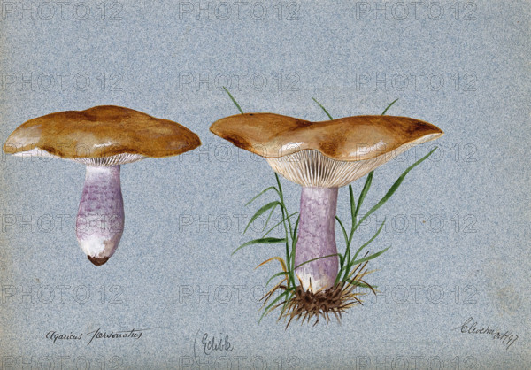 Blewit fungus (Lepista saeva): two fruiting bodies, 1897. Creator: Unknown.