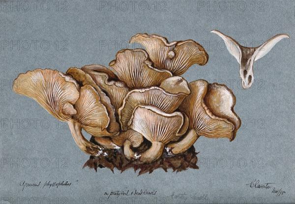A fungus (Clitocybe phyllophila) growing on soil, 1898. Creator: Unknown.