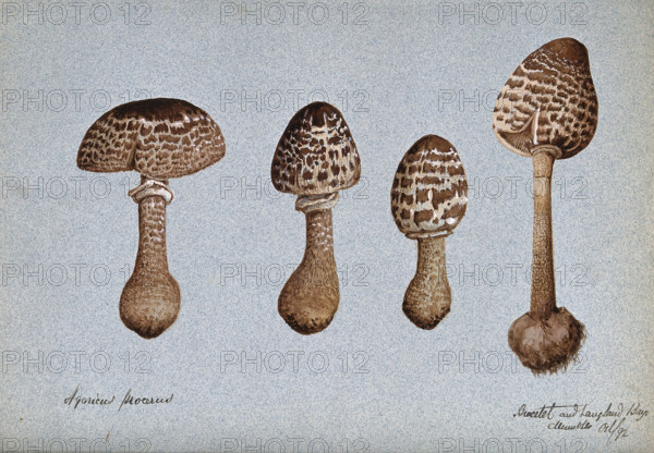 Parasol mushrooms (Lepiota procera): four fruiting bodies, 1892. Creator: Unknown.