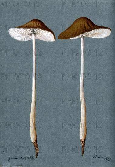 A fungus (Agaricus radicatus?): two fruiting bodies, 1896. Creator: Unknown.