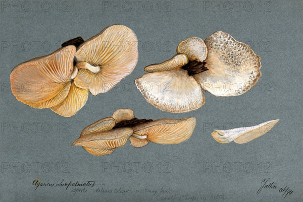 A fungus (Agaricus subpalmatus?): groups of fruiting bodies on wood, 1894. Creator: Unknown.