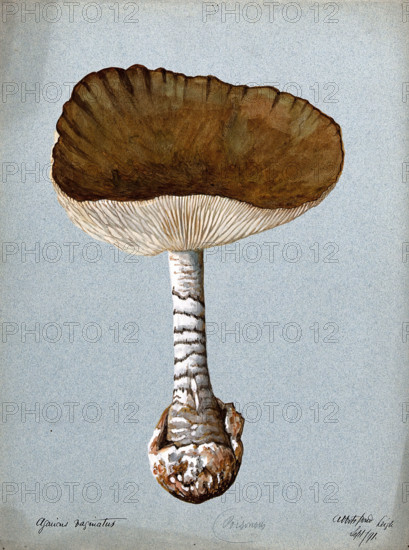 A fungus (Amanita vaginata): one fruiting body, 1891. Creator: Unknown.
