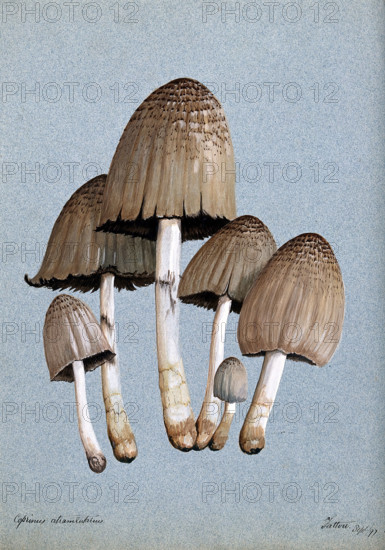 A fungus (Coprinus atramentarius): six fruiting bodies, 1897. Creator: Unknown.