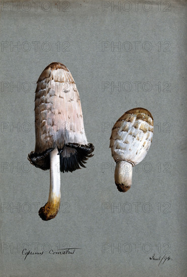 Shaggy ink cap or lawyer's wig fungus (Coprinus comatus): two fruiting bodies, 1894. Creator: Unknown.