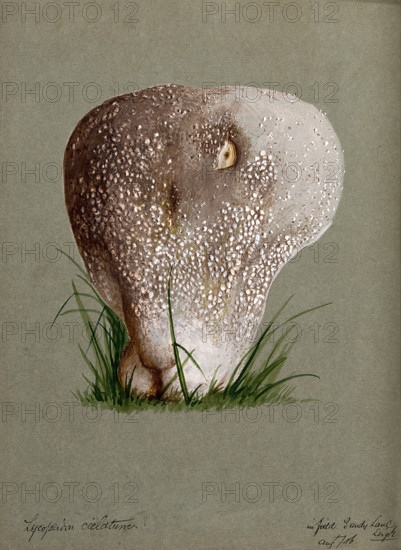 A puff ball (Lycoperdon species), 1886. Creator: Unknown.