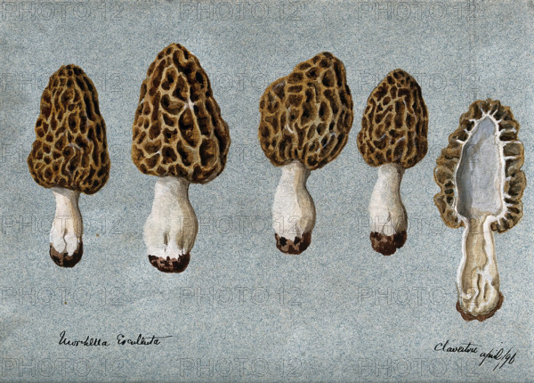 Common morel (Morchella esculenta): five fruiting bodies, one sectioned, 1896. Creator: Unknown.
