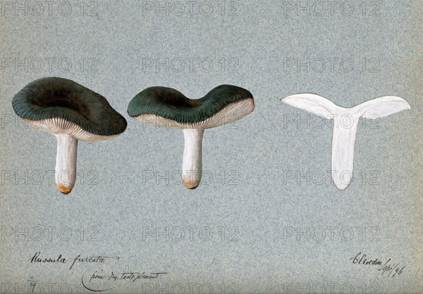 A fungus (Russula species): three fruiting bodies, one sectioned, 1896. Creator: Unknown.