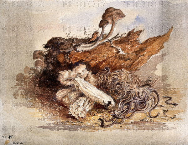 A group of fungi, possibly including Clavaria and Agaricus species, c19th century. Creator: Unknown.