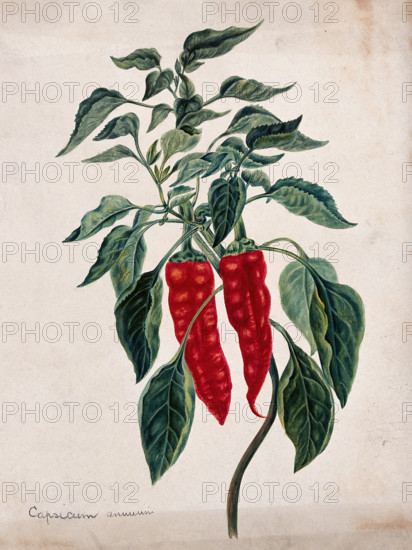 Chilli or pepper plant (Capsicum annuum): fruiting stem. Creator: Unknown.