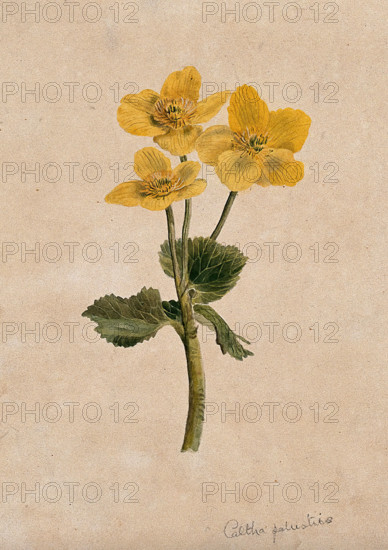 Marsh marigold or kingcups (Caltha palustris): flowering stem. Creator: Unknown.
