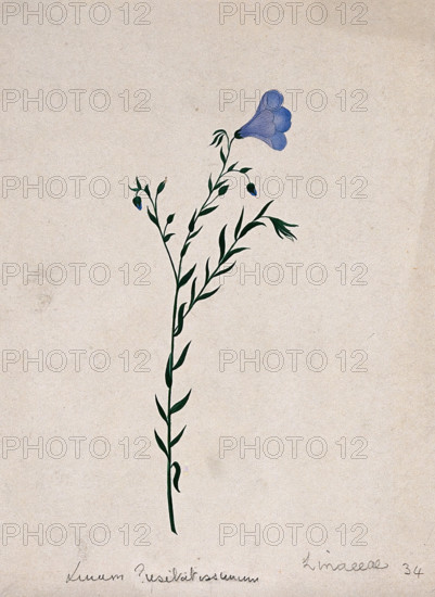 Flax plant (Linum species): flowering stem. Creator: Unknown.
