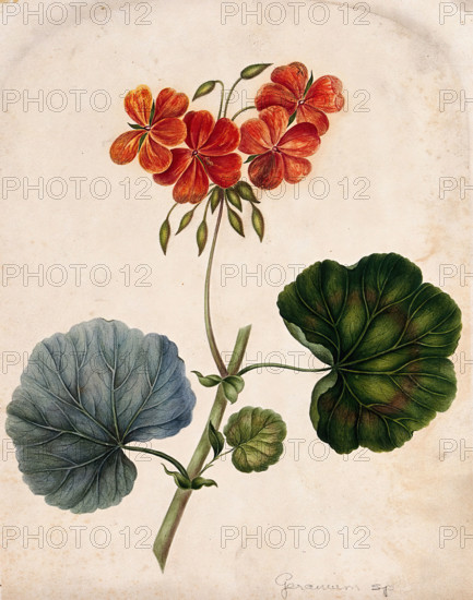 An ornamental geranium (Geranium species): flowering stem. Creator: Unknown.