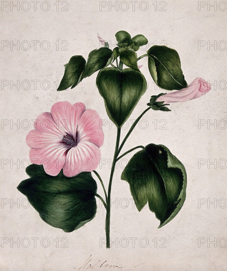 Mallow (Malva species): flowering stem. Creator: Unknown.