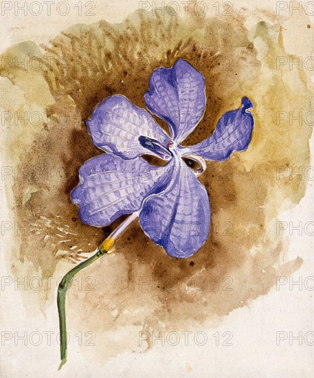 An orchid flower. Creator: Unknown.