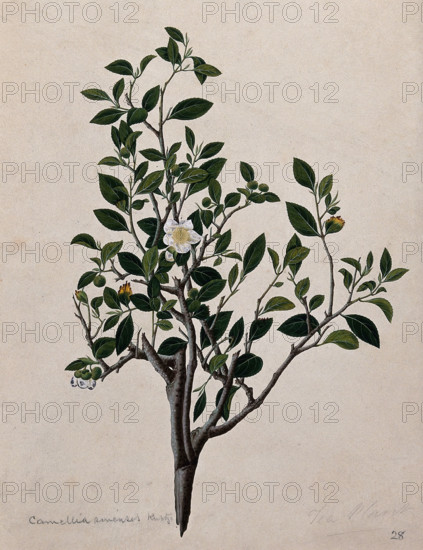 Tea plant (Camellia sinensis): flowering stem. Creator: Unknown.