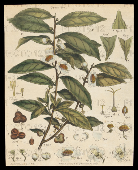 Tea plant (Camellia sinensis): flowering stem. Creator: Unknown.