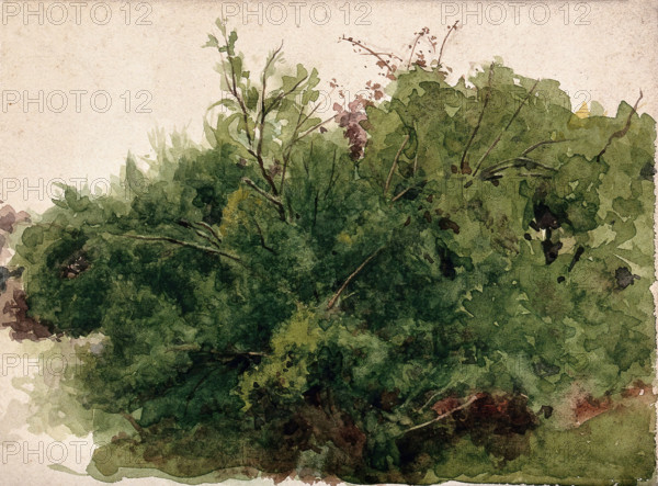A stand of bushes, c1900s. Creator: Unknown.
