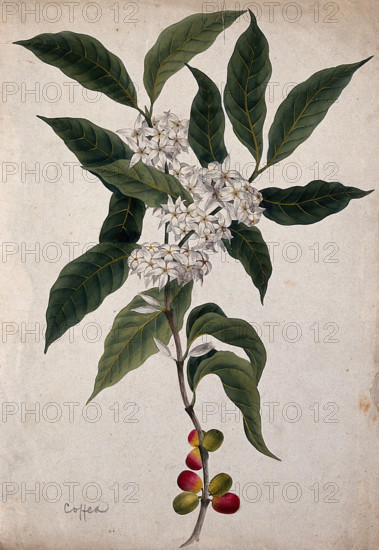 Coffee plant (Coffea arabica): flowering and fruiting stem. Creator: Unknown.