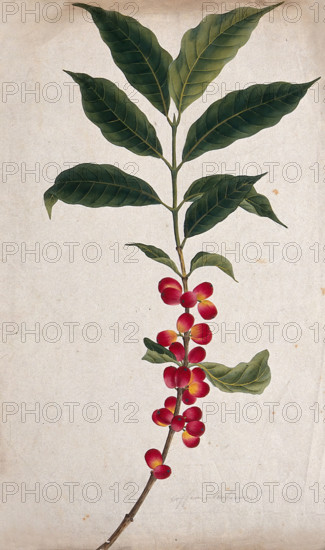 Coffee plant (Coffea arabica): fruiting stem, c1823. Creator: Unknown.