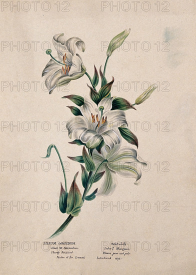 Madonna lily or bourbon lily (Lilium candidum): flowering stem, (c1850?). Creator: Unknown.