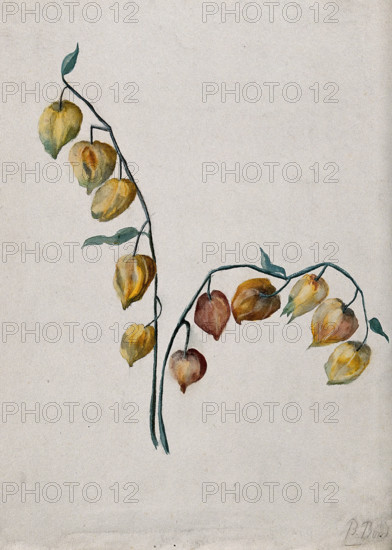 Chinese lantern (Physalis alkekengi): fruiting stem. Creator: Unknown.