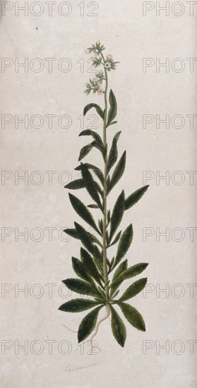 A bellflower (Campanula species): entire flowering plant. Creator: Unknown.