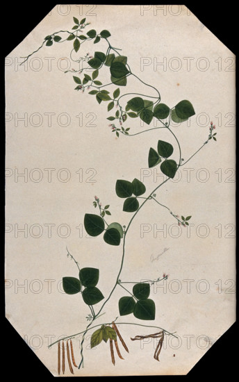 A plant (Trigonella species): flowering and fruiting stems with seed. Creator: Unknown.