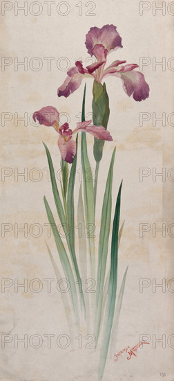 Japanese matsuzaki iris (Iris kaempferi cv): mauve flowers and leaves. Creator: Unknown.