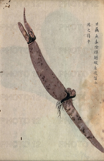 Lotus root (Nelumbo nucifera): part of rhizome. Creator: Unknown.
