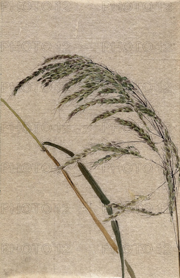 A grass (Panicum species): seed head and stalk, c19th century. Creator: Unknown.