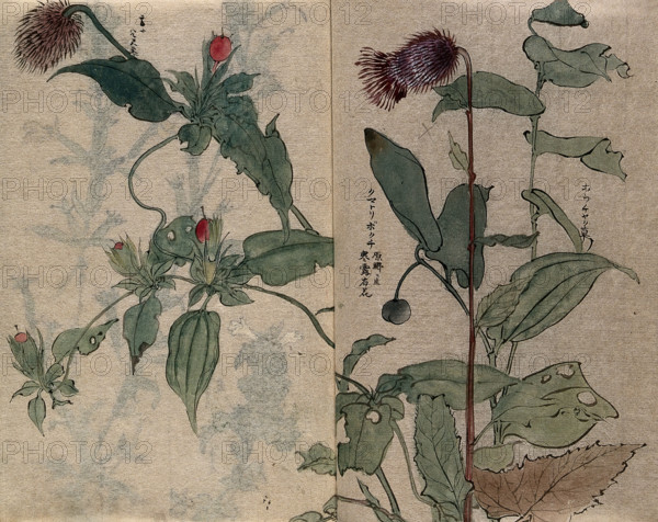 A thistle flower and fruiting plant. Creator: Unknown.