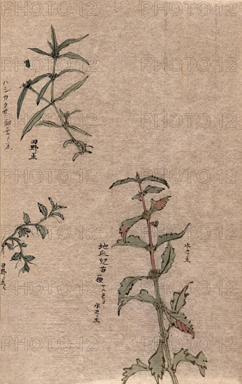 Three leafy plant stems. Creator: Unknown.