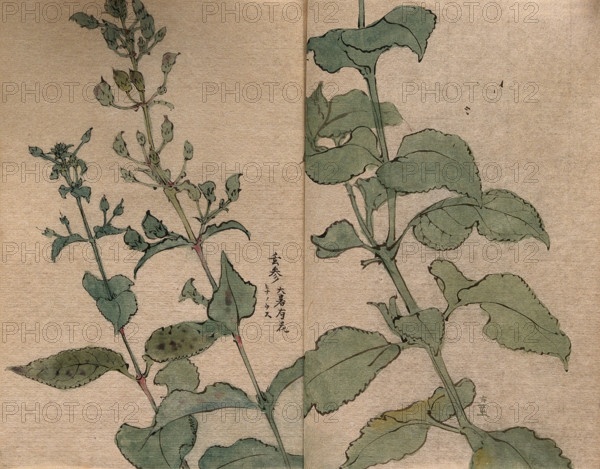 A fruiting plant of the Scrophulariaceae family: stem in two sections. Creator: Unknown.