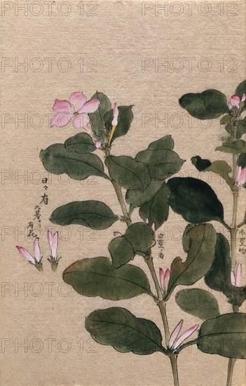 Madagascar periwinkle (Catharanthus roseus): flowering stem with separate flowers. Creator: Unknown.