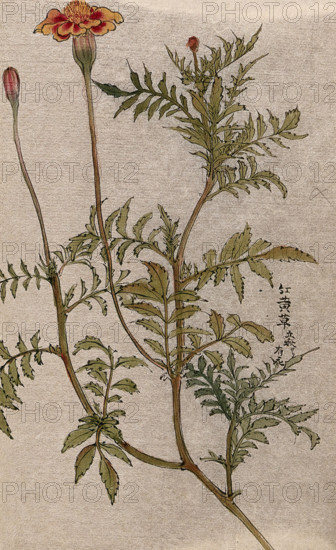 A marigold (Tagetes species): flowering stem. Creator: Unknown.