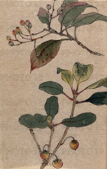 Two fruiting tree branches, possibly a Sorbus and Prunus species. Creator: Unknown.