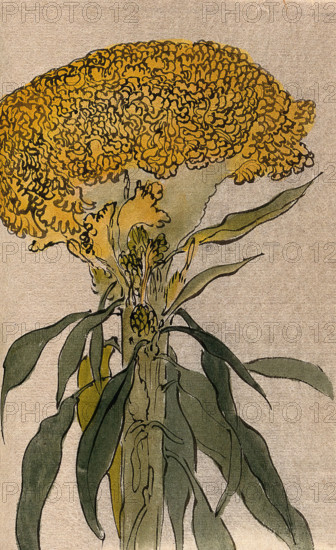 A plant of the Polygonaceae family: flowering stem. Creator: Unknown.