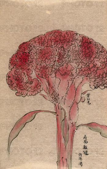 A plant of the Polygonaceae family, possibly a Rumex: flowering stem. Creator: Unknown.