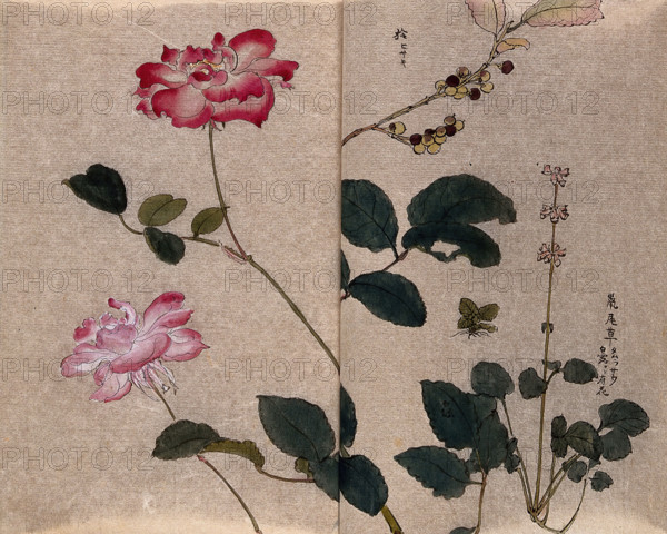 Two flowering roses (Rosa species) and two other unidentified plants. Creator: Unknown.