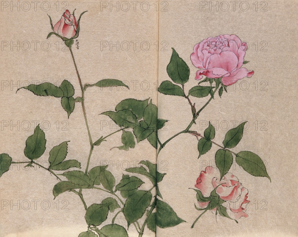 A rose (Rosa species): flowering stem and cut flower. Creator: Unknown.