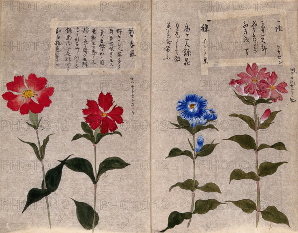 Four plants, possibly pinks (Dianthus species): flowering stems. Creator: Unknown.