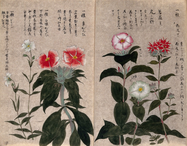 Five plants, possibly pinks (Dianthus species): flowering stems. Creator: Unknown.