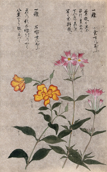 Two plants, one a pink (Dianthus species): flowering stems. Creator: Unknown.